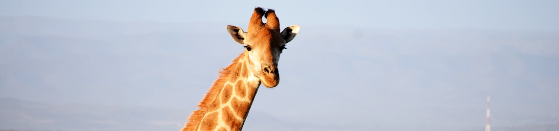 Giraffe at Kududu Game Reserve