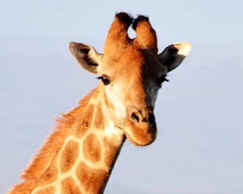Giraffe - Kududu Guest Farm Game Reserve